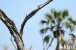 Okavango delta