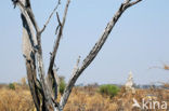 Okavango delta