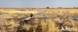 Okavango delta