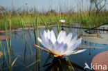 Okavango delta