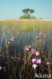 Okavango delta