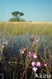 Okavango delta