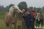 Paard (Equus spp)