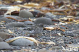 Paarse Strandloper (Calidris maritima)