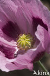 Poppy (Papaver spec)