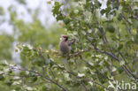 Pestvogel (Bombycilla garrulus)