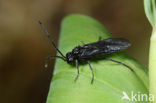 Phymatocera aterrima