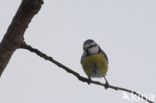 Blue Tit (Parus caeruleus)