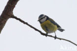Blue Tit (Parus caeruleus)