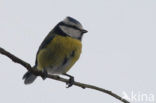 Blue Tit (Parus caeruleus)