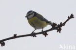 Blue Tit (Parus caeruleus)