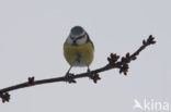 Blue Tit (Parus caeruleus)