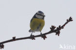Blue Tit (Parus caeruleus)