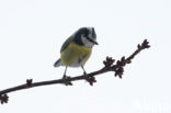 Blue Tit (Parus caeruleus)
