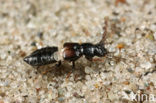 Platystethus arenarius