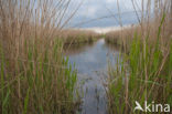 Polder Westzaan