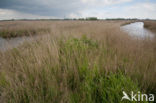 Polder Westzaan