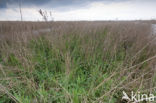 Polder Westzaan