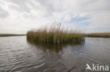 Polder Westzaan