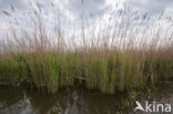 Polder Westzaan