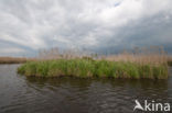 Polder Westzaan