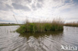 Polder Westzaan