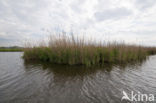 Polder Westzaan