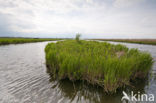 Polder Westzaan