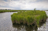 Polder Westzaan