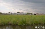 Polder Westzaan