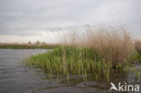 Polder Westzaan