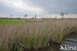 Polder Westzaan