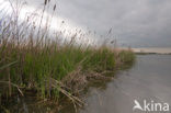 Polder Westzaan