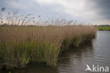 Polder Westzaan