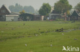 Polder Westzaan