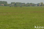 Polder Westzaan