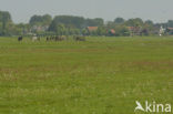 Polder Westzaan