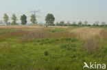 Polder Westzaan