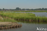 Polder Westzaan