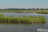 Polder Westzaan