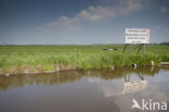 Polder Westzaan