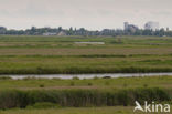 Polder Westzaan