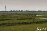 Polder Westzaan