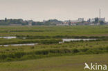 Polder Westzaan