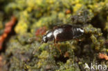 Proteinus ovalis