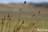 rock sedge (Carex saxatilis)