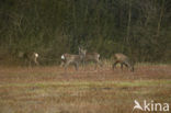 Ree (Capreolus capreolus)