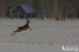 Roe Deer (Capreolus capreolus)