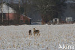 Roe Deer (Capreolus capreolus)