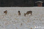 Roe Deer (Capreolus capreolus)